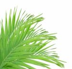 Green Palm Leaf Isolated On White Background Stock Photo