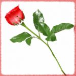 Red Rose On Frame Stock Photo