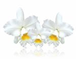 White Cattleya Orchid Isolated On White Background Stock Photo