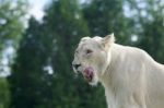Very Beautiful Portrait Of A White Lion With The Open Mouth Stock Photo