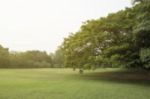 Blurred Image Of Green Park Scenery Stock Photo