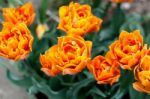Orange Tulips Stock Photo