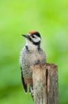 Young Woodpecker Stock Photo
