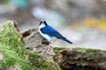 Male Siberian Blue Robin Stock Photo