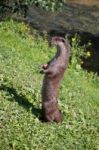 Eurasian Otter (lutra Lutra) Stock Photo