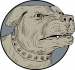 Rottweiler Guard Dog Head Aggressive Drawing Stock Photo