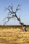 Dead Tree On Dry Land Stock Photo