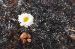 Flower Survive On Ash Of Burnt Grass Stock Photo
