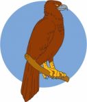 Australian Wedge-tailed Eagle Perch Drawing Stock Photo