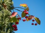 Spindle Tree With Distinctive Fruit Stock Photo
