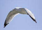Very Beautiful Isolated Photo Of The Flying Gull With The Wings Opened Stock Photo