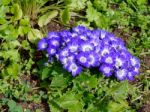 Blue Cineraria Flowers In Full Bloom In Tavira Stock Photo