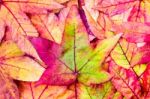 Pile Of Maple Leaves In Fall Colors Stock Photo