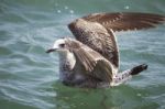 Seagull Swimming Stock Photo