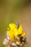 Ladybug Larva On The Yellow Flower Stock Photo