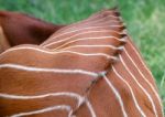 Eastern Bongo (tragelaphus Eurycerus Isaaci) Stock Photo