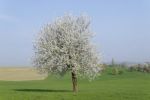 Tree In Blossom Stock Photo