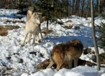 Wolves & Deer Stock Photo