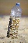 Bottle With Donax Clams Stock Photo