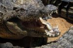 Nile Crocodile (crocodylus Niloticus) At The Bioparc Fuengirola Stock Photo