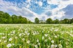 Overblown Dandelions In Meadow With Blue Sky And Clouds Stock Photo
