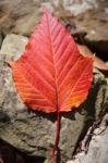 Close-up Acer Rufinerve Snake-bark Maple Leaf Stock Photo