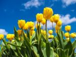 Yellow Tulips Over A Blue Sky Stock Photo
