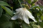Passion Flower (passifloraceae) Stock Photo