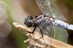 Keeled Skimmer Dragonfly Stock Photo