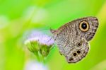 Close Up Of A Grey-brown Butterfly With "eye" Spots On Its Wings Stock Photo