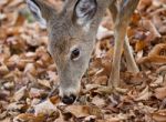 Beautiful Background With A Cute Wild Deer Eating Leaves In Forest Stock Photo