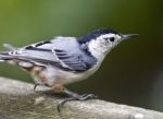 Beautiful Isolated Picture Of A White-breasted Nuthatch Bird Stock Photo