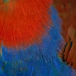 Eclectus Parrot Feather Stock Photo