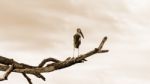 Asian Openbill (anastomus Oscitans) White Bird Standing Alone, S Stock Photo