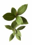 Bay Leaf Fresh Herb Plant Isolated Stock Photo
