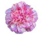 Carnation Flower On White Background Stock Photo