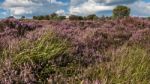 Field Of Heather Near Scarborough North Yorkshire Stock Photo