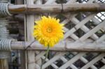 Beautiful Yellow Flower Gerbera Close-up Stock Photo