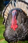 Male Wild Turkey Stock Photo