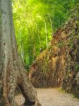 Front Of Big Tree, Back Have Photographer Take A Photo With Camera On Stone Height Hills In The Forest, Rays Of The Sunlight On Forest Stock Photo