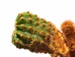 Cactus Stock Photo