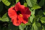 Close-up Of A Bright Red Hibiscus Ffower In Cyprus Stock Photo