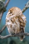 Tawny Owl (strix Aluco) Stock Photo