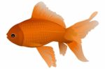 Gold Fish Stock Photo