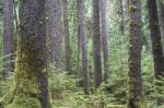 Forest Of Sitka Spruce Trees Stock Photo