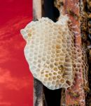 Bees Working On Honeycomb Stock Photo