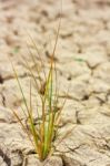 Small Plant In Dry Brown Soil Stock Photo