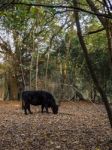 Cow Grazing For Acorns In The Ashdown Forest Stock Photo