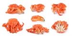 Alaskan King Crab In Isolated White Background Stock Photo