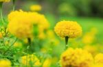 Colorful Of Marigold Stock Photo